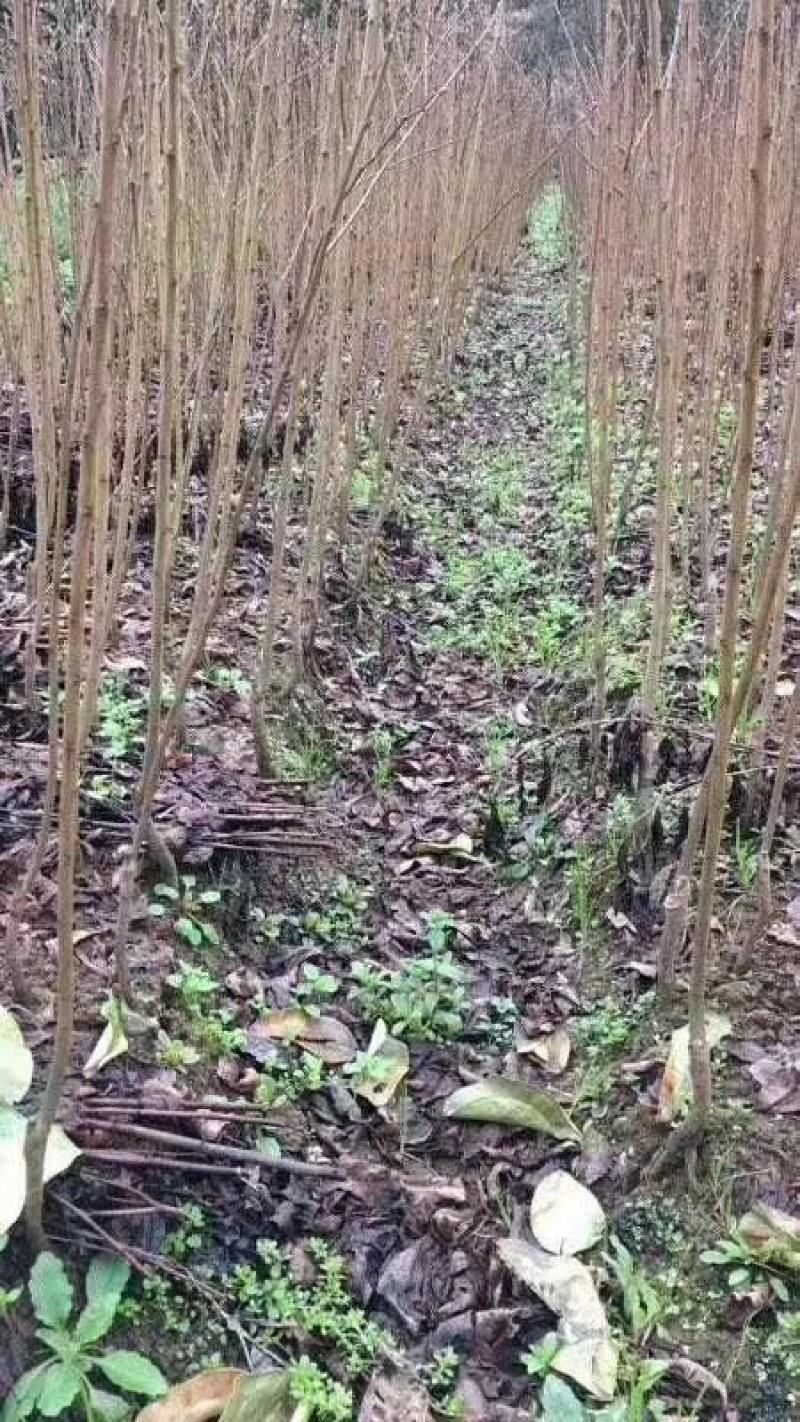 早熟红蜜李子苗，五月底早熟甜李新品种，现挖保湿
