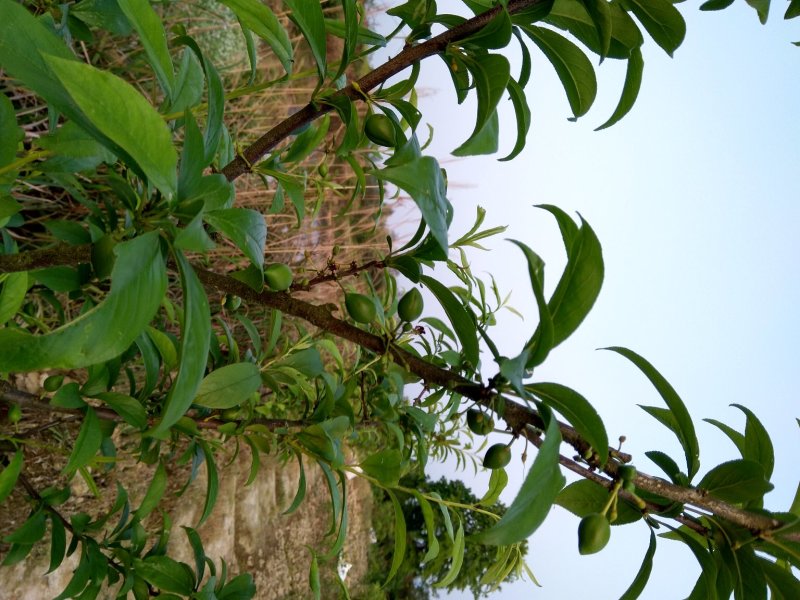早熟红蜜李子苗，五月底早熟甜李新品种，现挖保湿