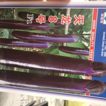 天龙8号，长茄，中早熟，中熟品种，结果多，不易褪色