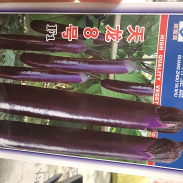 天龙8号，长茄，中早熟，中熟品种，结果多，不易褪色