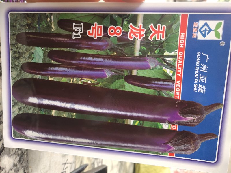 天龙8号，长茄，中早熟，中熟品种，结果多，不易褪色