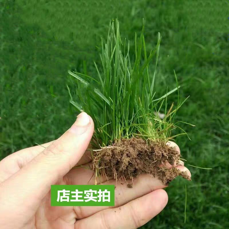 高羊茅种子高羊茅草种高羊茅草坪种子高羊毛草籽四季常青进口