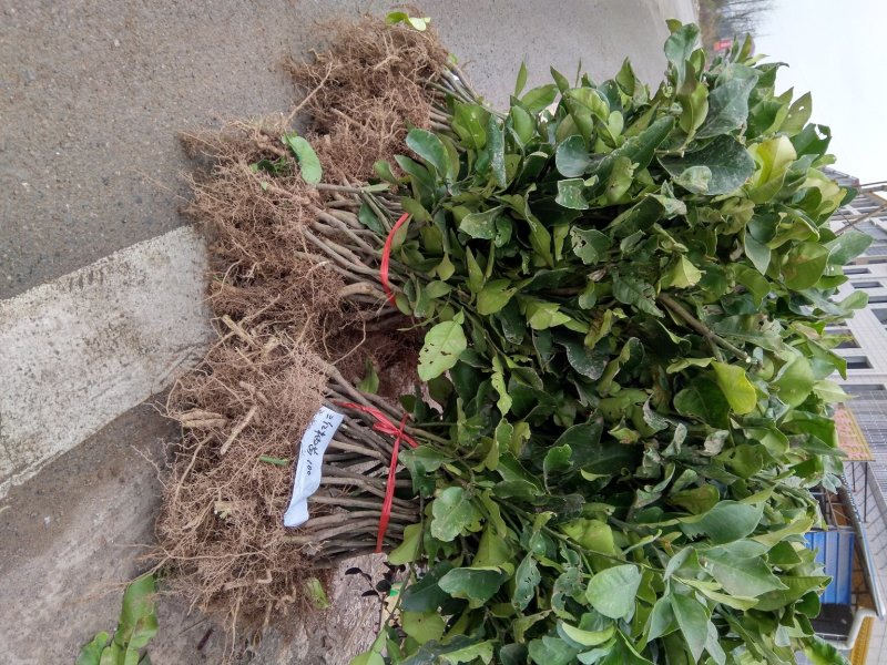 红肉马家柚苗，甜味红肉柚苗，自己果园育苗放心引种现挖保湿
