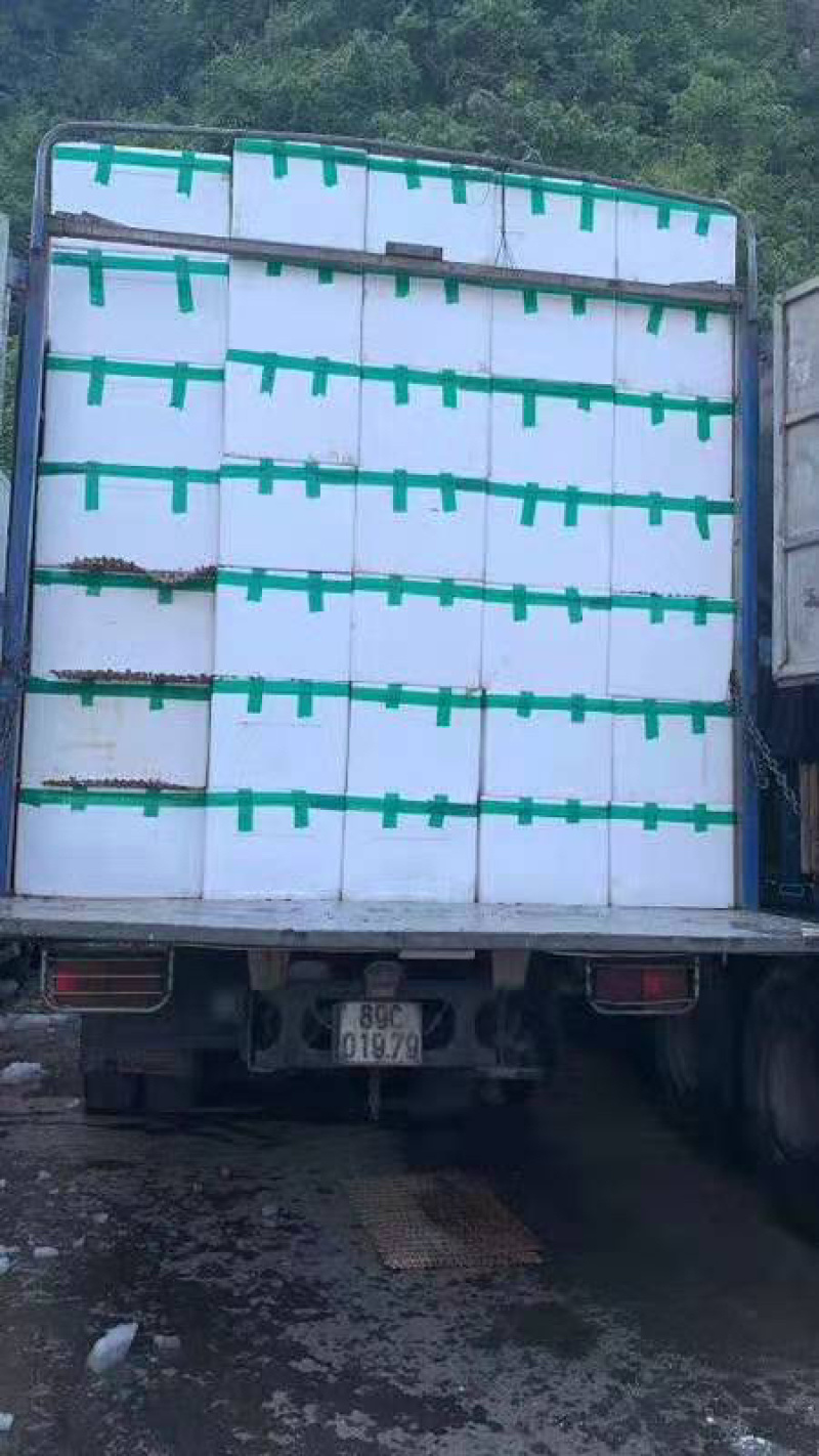 越南红毛丹进口红毛丹每天大量到货下单请先咨询一下