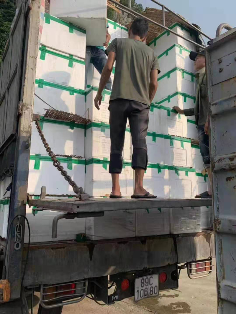 越南红毛丹进口红毛丹每天大量到货下单请先咨询一下
