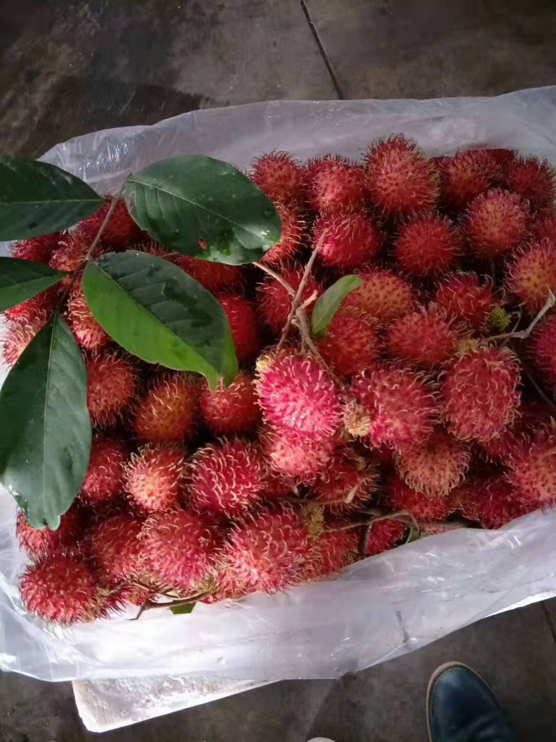 越南红毛丹进口红毛丹每天大量到货下单请先咨询一下