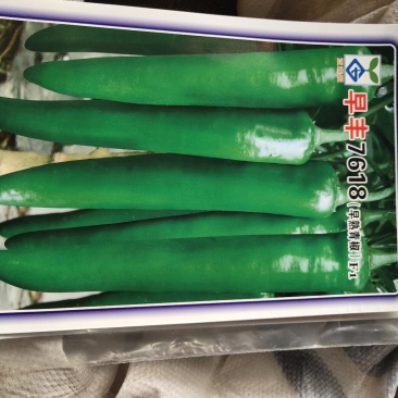 早丰7618早熟青椒一代杂交青绿皮长羊角型，，