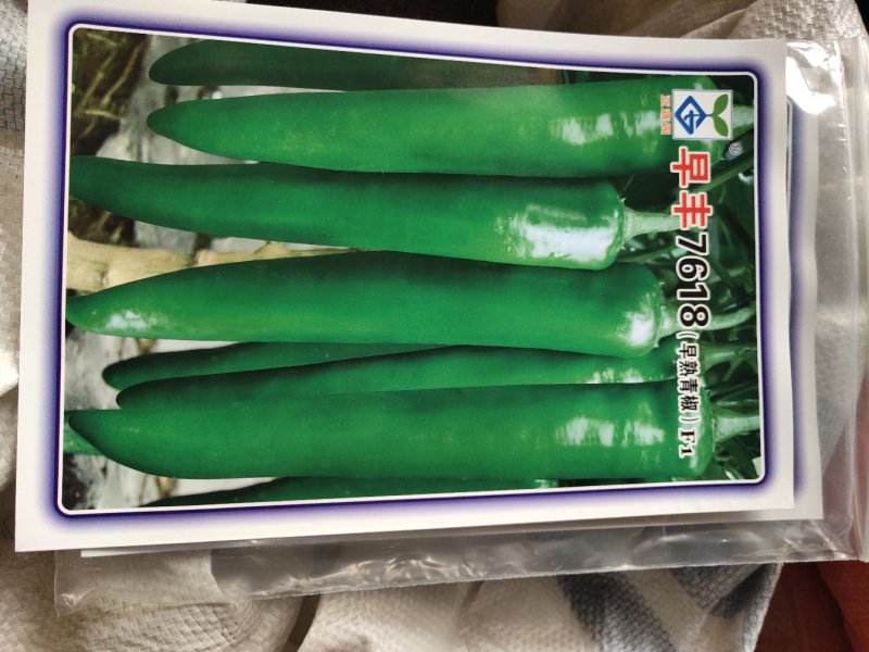 早丰7618早熟青椒一代杂交青绿皮长羊角型，，