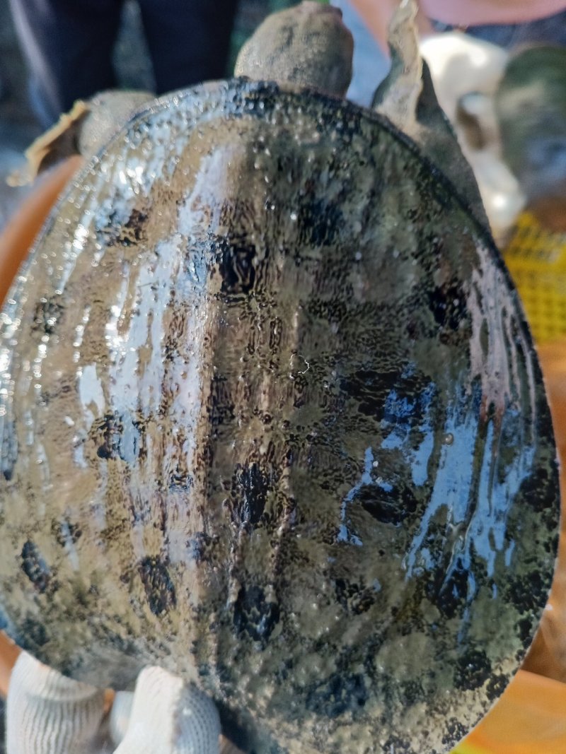 纯生态甲鱼苗，3到8两大量有货