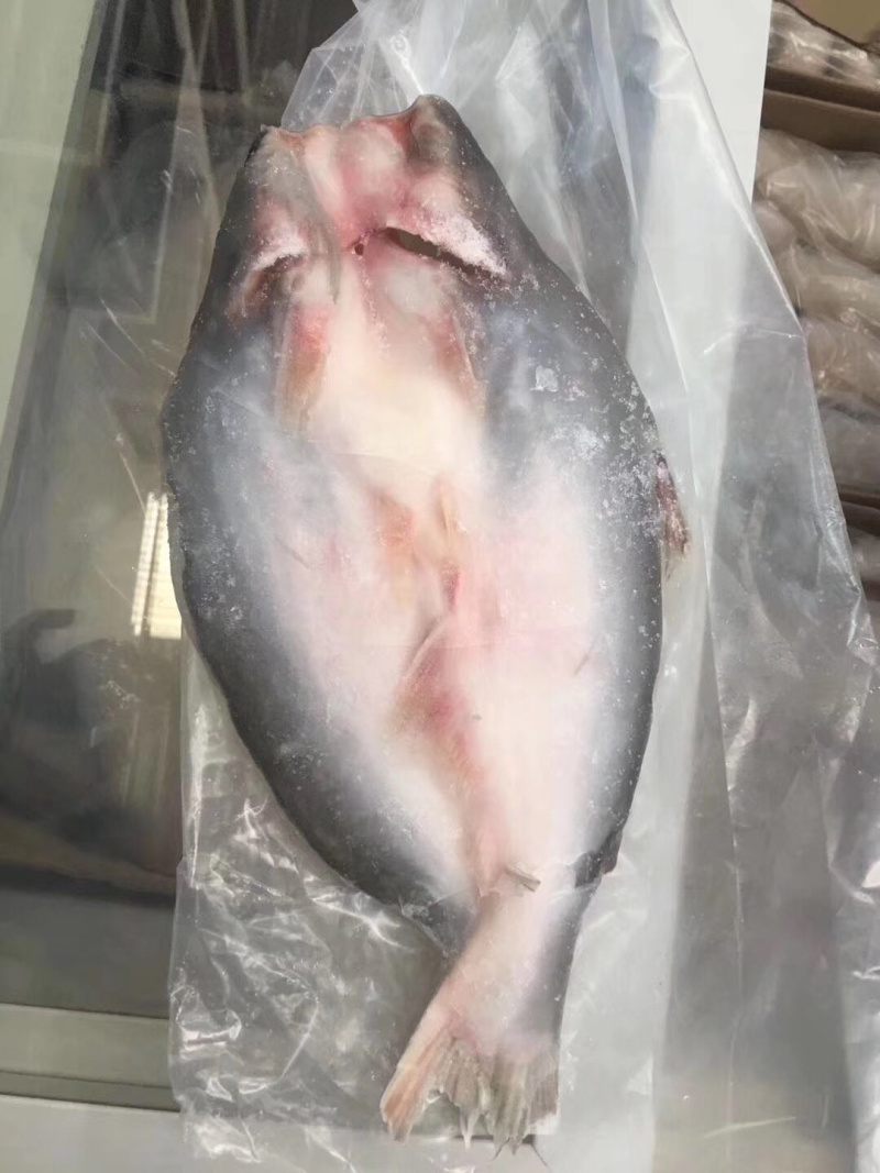 开背巴沙鱼（各规格有货