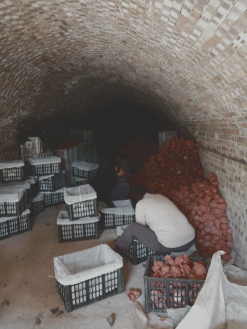 酥梨精品皮薄肉甜，