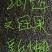 文冠果籽