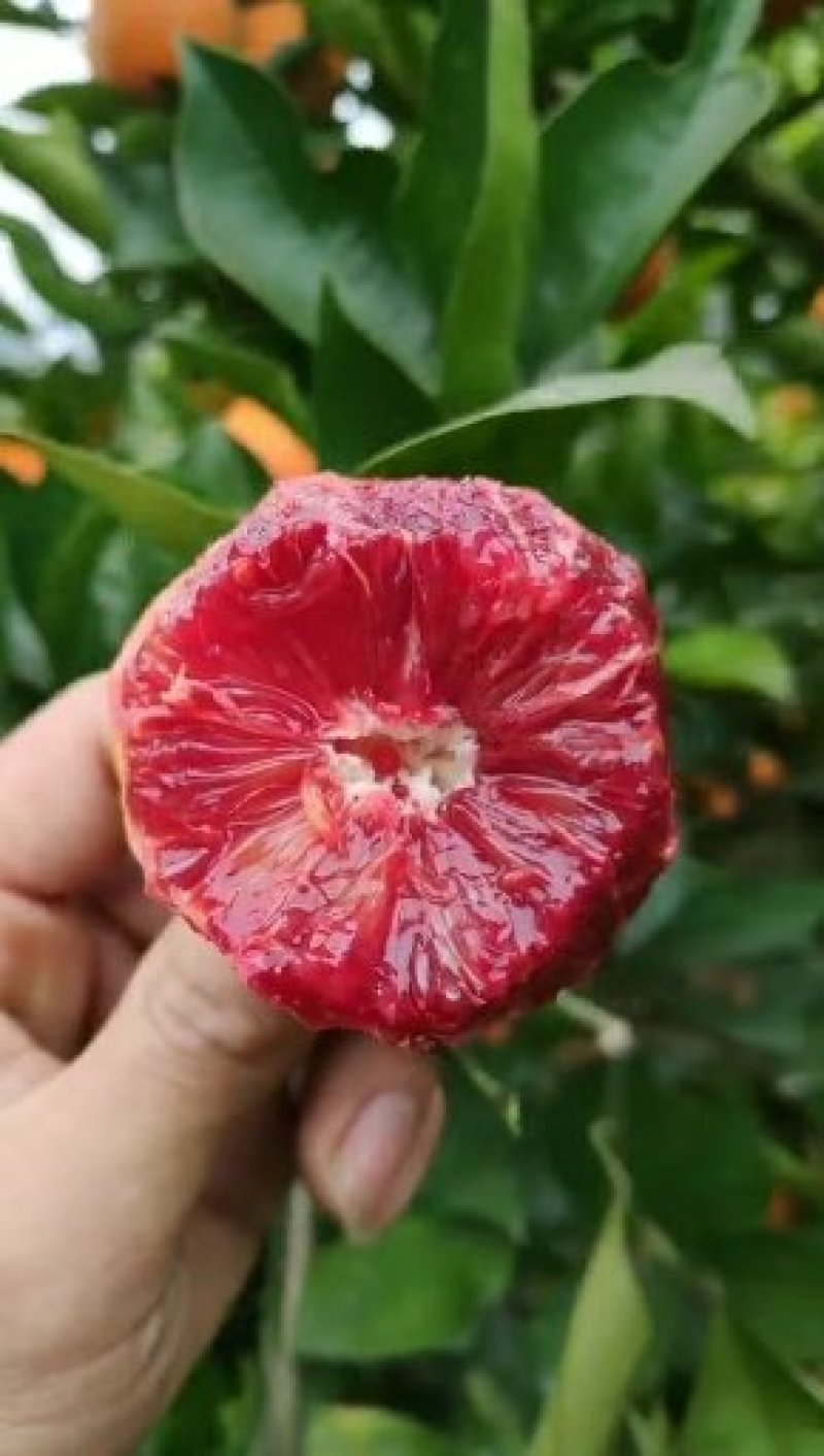 资中橙子塔罗科血橙皮薄无籽化渣甜蜜水分充足专业诚信视频看