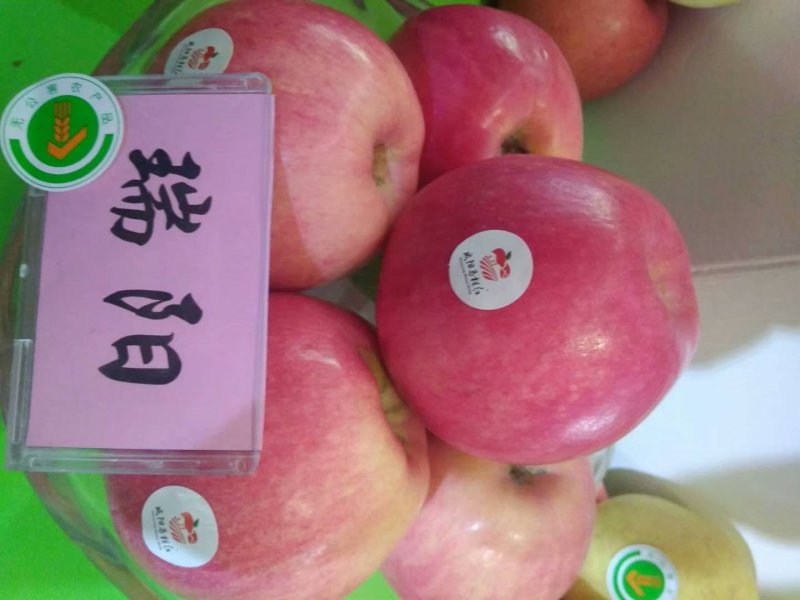 供应苹果苗，嫁接苗，实生苗，砧木苗