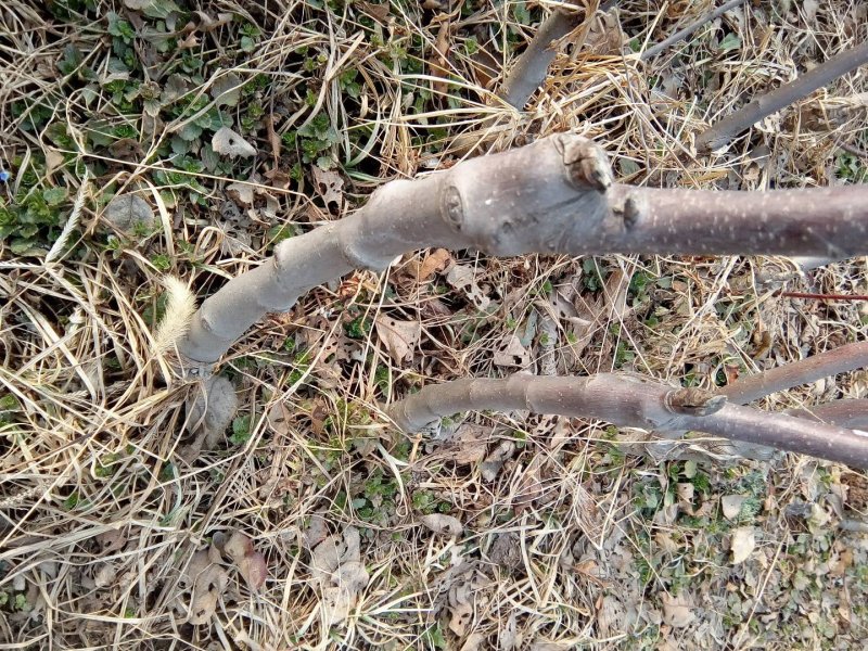 供应苹果苗，嫁接苗，实生苗，砧木苗