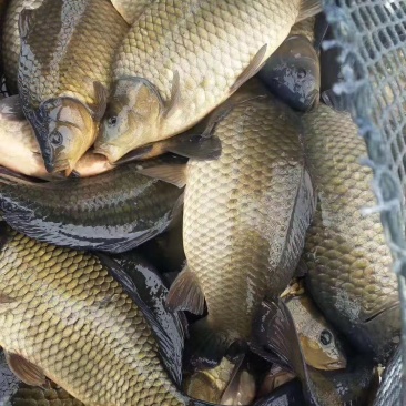 湘鲫，湘云鲫，肉质鲜美，营养价值高，适合垂钓，养殖