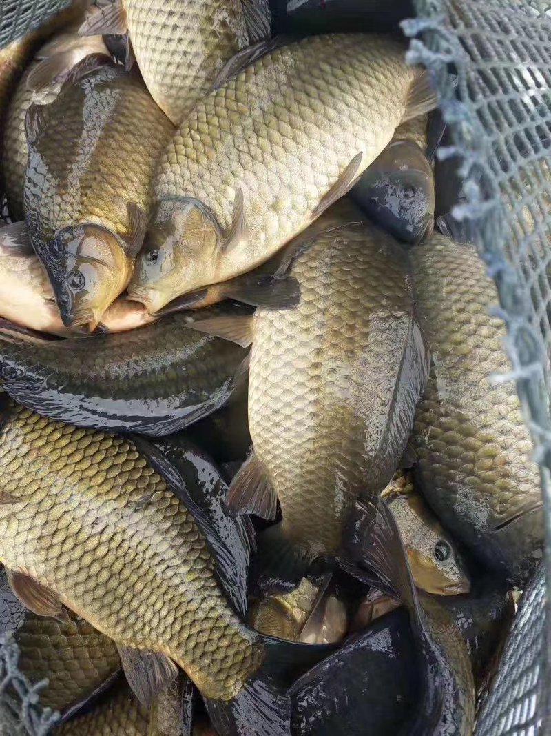 湘鲫，湘云鲫，肉质鲜美，营养价值高，适合垂钓，养殖