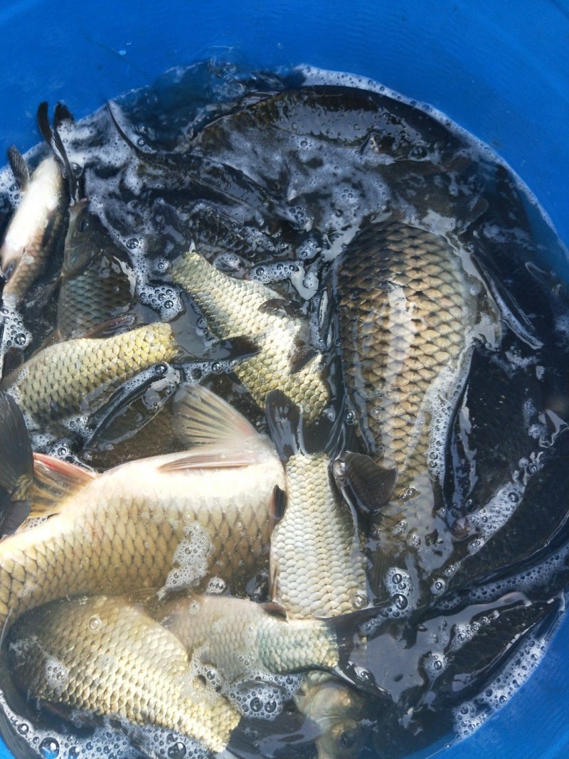 湘鲫，湘云鲫，肉质鲜美，营养价值高，适合垂钓，养殖