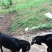 出售土山羊🐐（公羊）