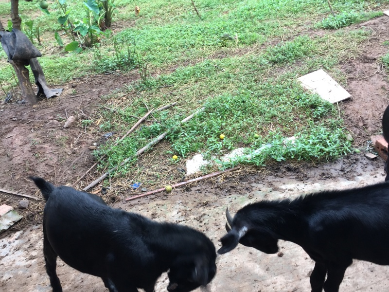 出售土山羊🐐（公羊）