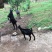 出售土山羊🐐（公羊）