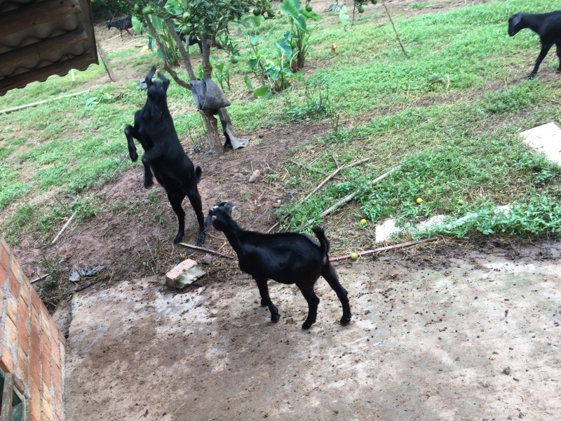 出售土山羊🐐（公羊）
