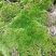各种苔藓青苔苔藓植物鲜活假山水陆雨林缸盆景造景铺面