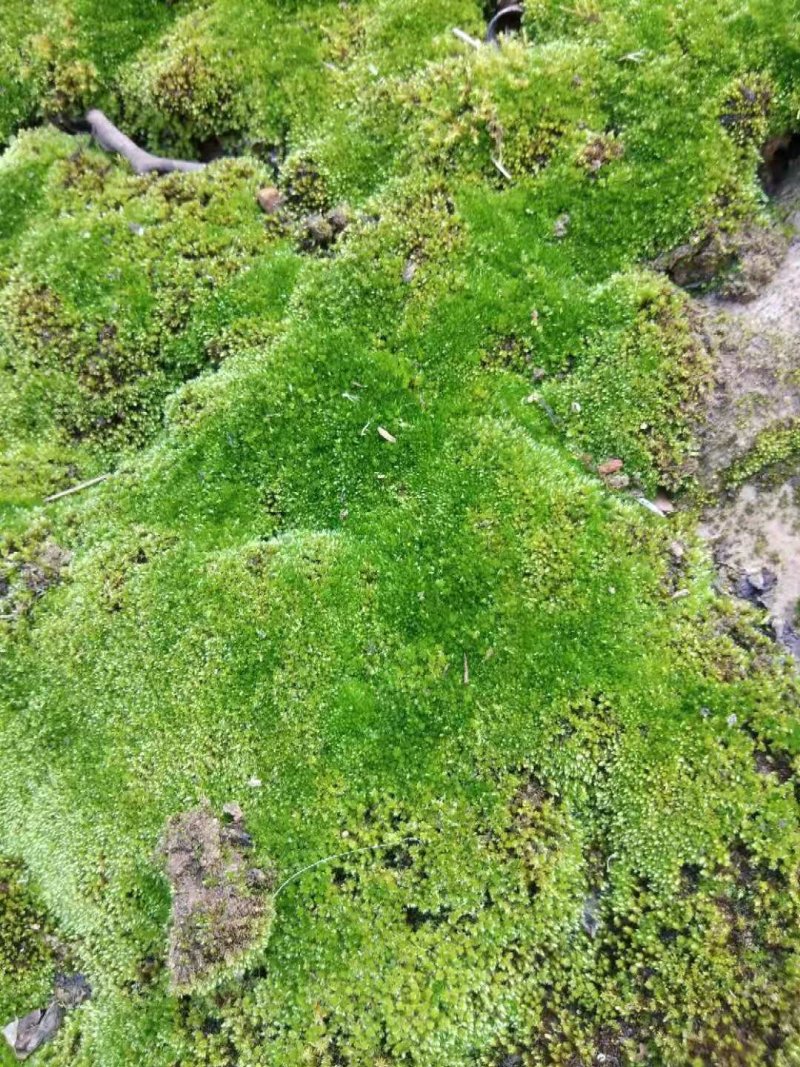 各种苔藓青苔苔藓植物鲜活假山水陆雨林缸盆景造景铺面