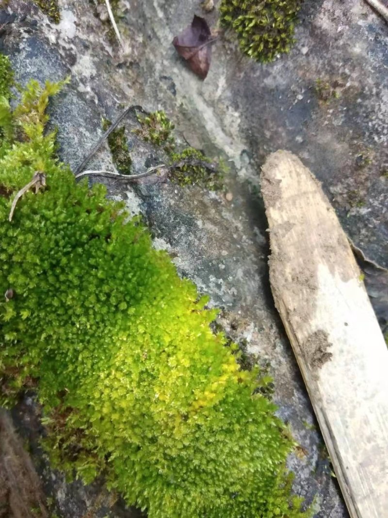 各种苔藓青苔苔藓植物鲜活假山水陆雨林缸盆景造景铺面