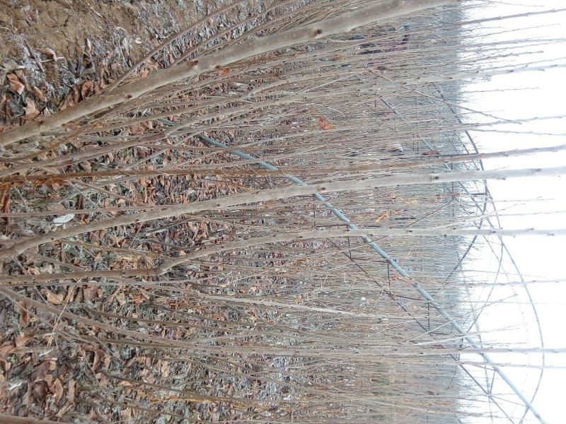 供应樱桃苗，矮化，乔化