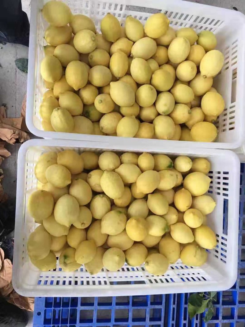 柠檬