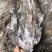 福建深海海带皮海带可视频看货上门提货