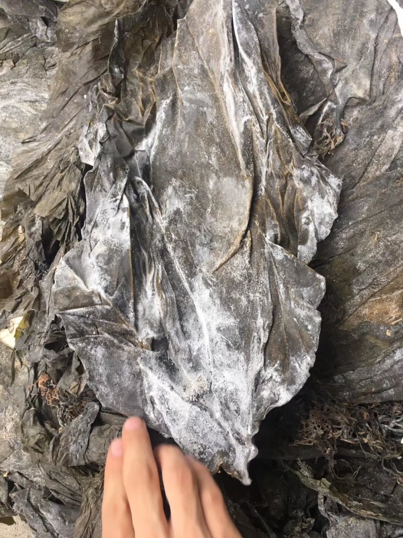 福建深海海带皮海带可视频看货上门提货