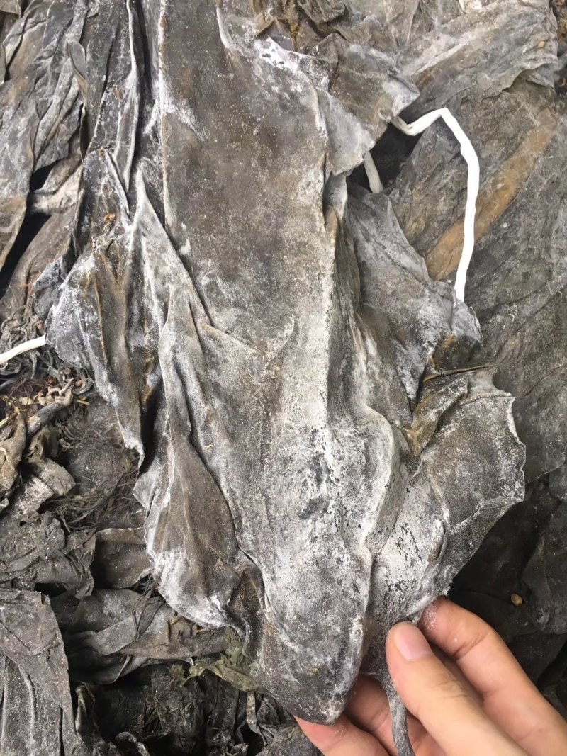 福建深海海带皮海带可视频看货上门提货