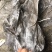 福建深海海带皮海带可视频看货上门提货