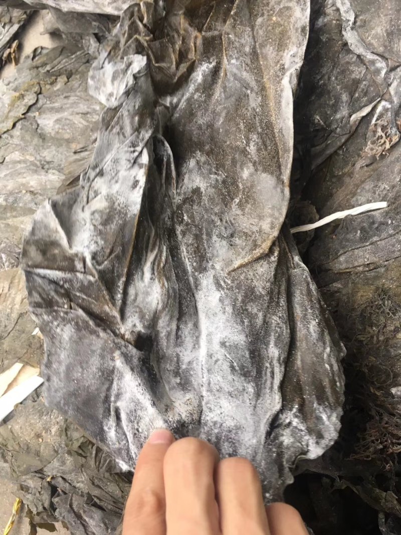 福建深海海带皮海带可视频看货上门提货