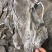 福建深海海带皮海带可视频看货上门提货