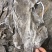 福建深海海带皮海带可视频看货上门提货