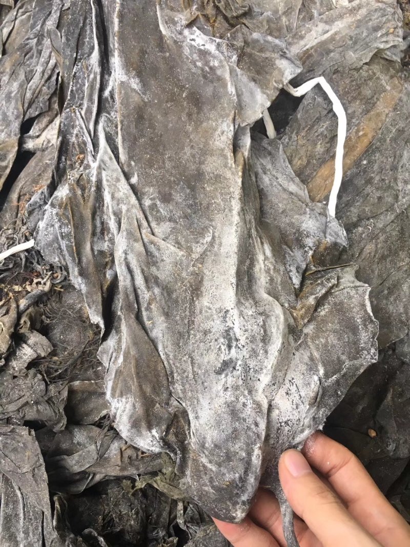 福建深海海带皮海带可视频看货上门提货
