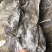 福建深海海带皮海带可视频看货上门提货