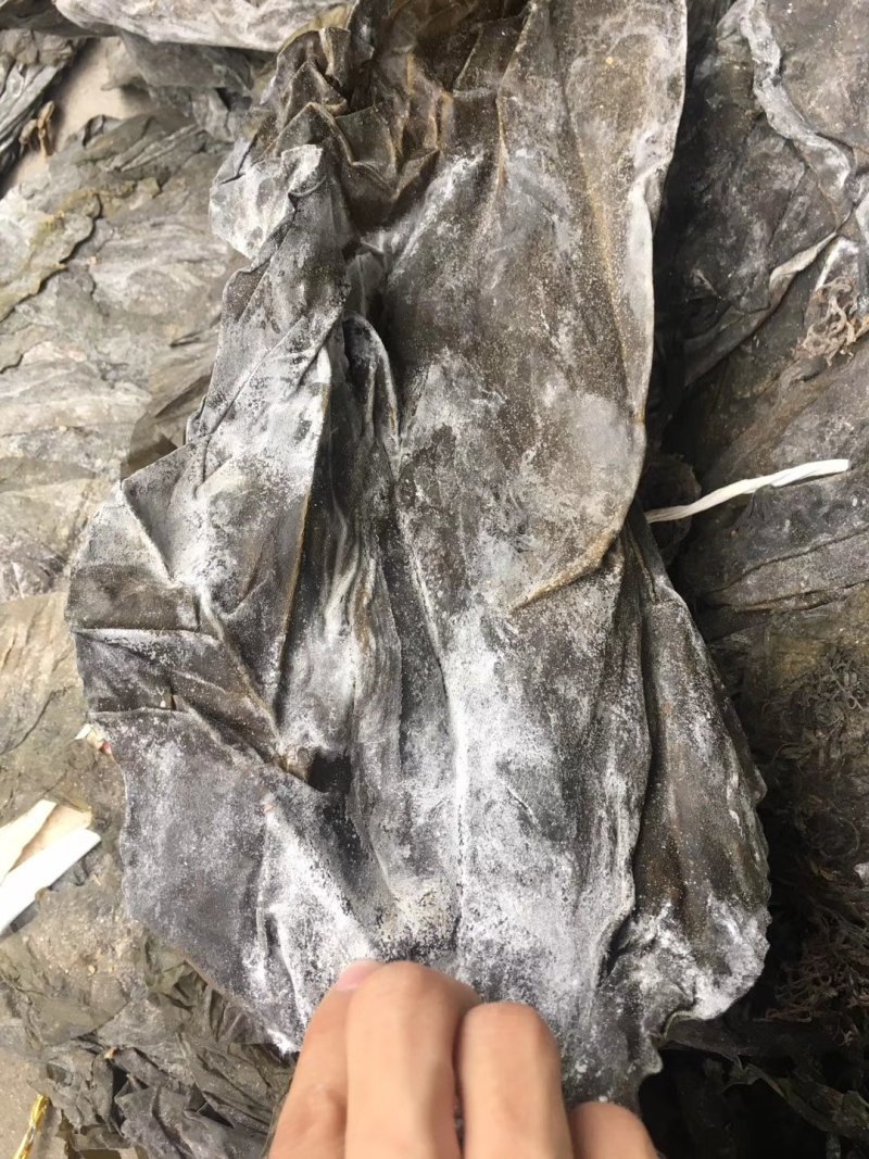 福建深海海带皮海带可视频看货上门提货