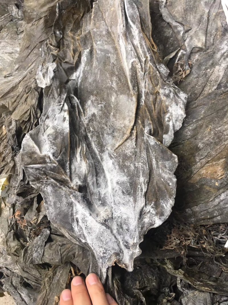 福建深海海带皮海带可视频看货上门提货