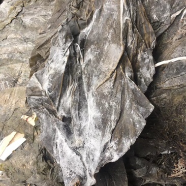 福建深海海带皮海带可视频看货上门提货