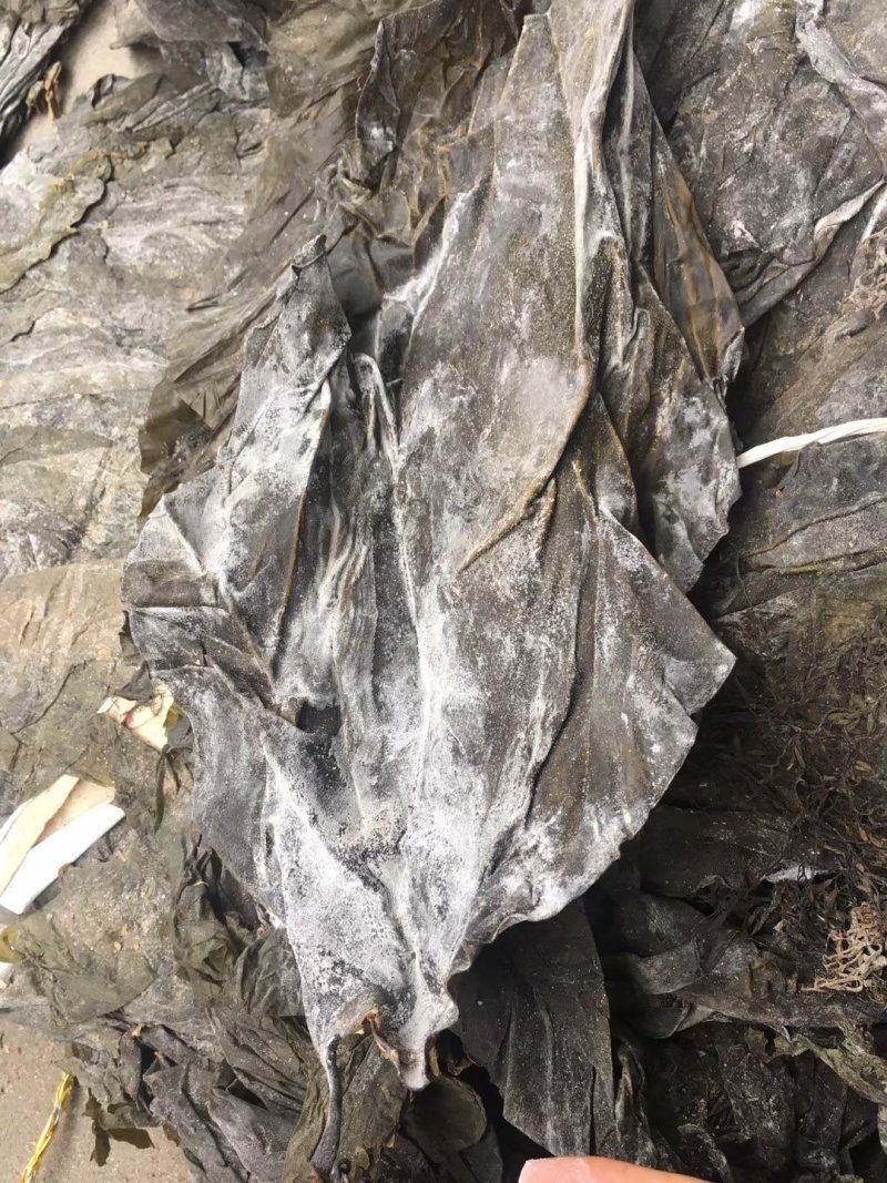 福建深海海带皮海带可视频看货上门提货