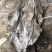 福建深海海带皮海带可视频看货上门提货