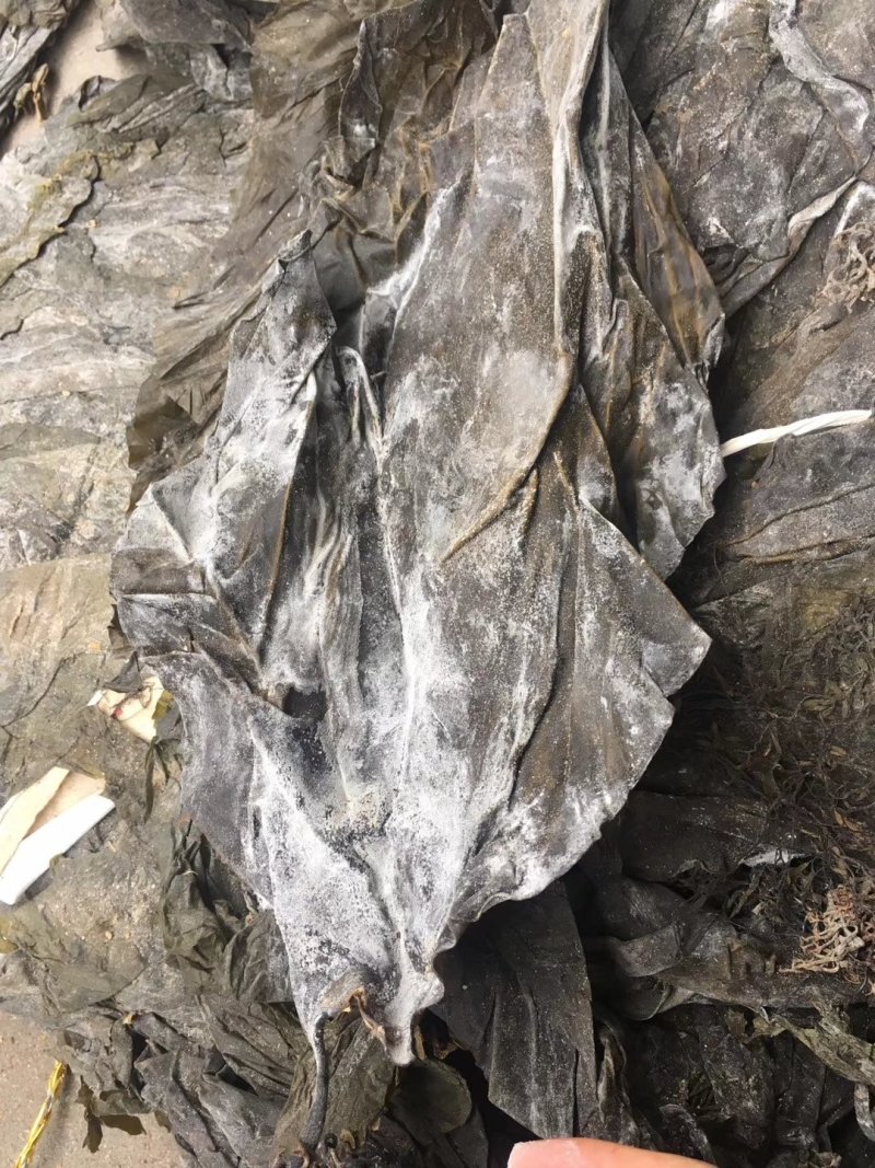 福建深海海带皮海带可视频看货上门提货