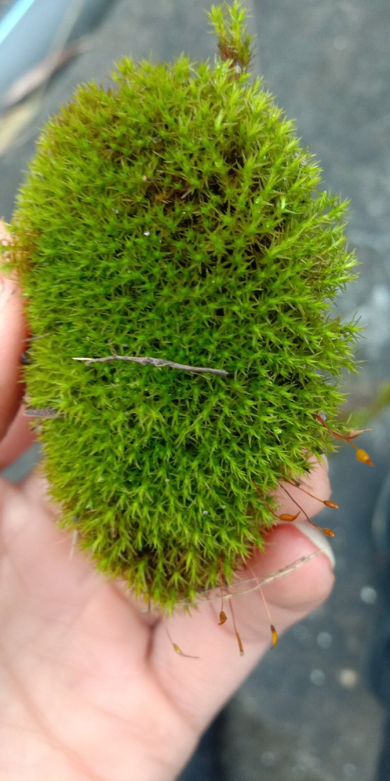 各种苔藓青苔苔藓植物鲜活假山水陆雨林缸盆景造景铺面