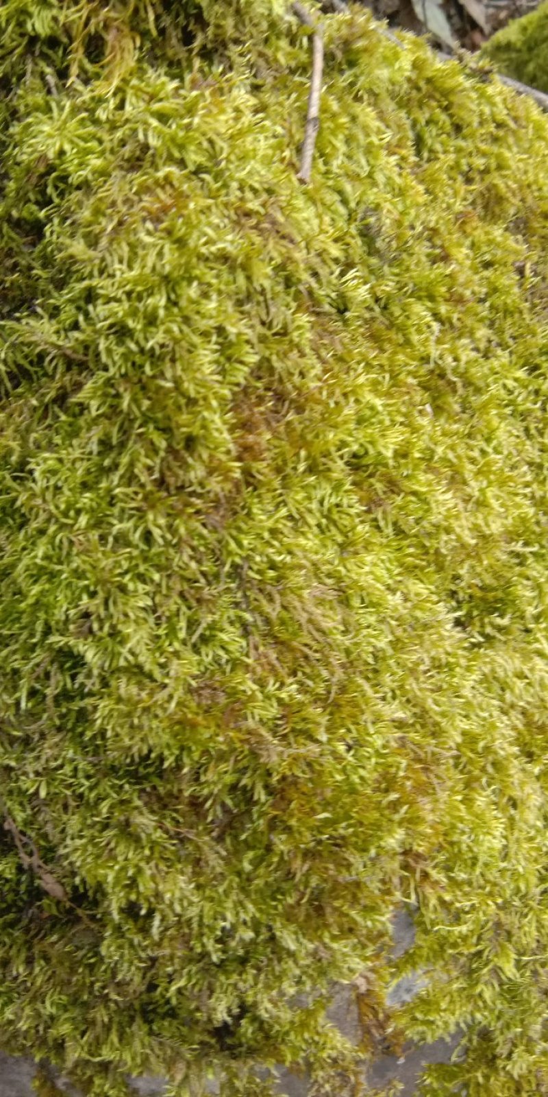 各种苔藓青苔苔藓植物鲜活假山水陆雨林缸盆景造景铺面