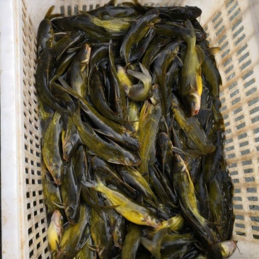 黄颡，黄骨鱼，黄鸭叫，黄刺鱼