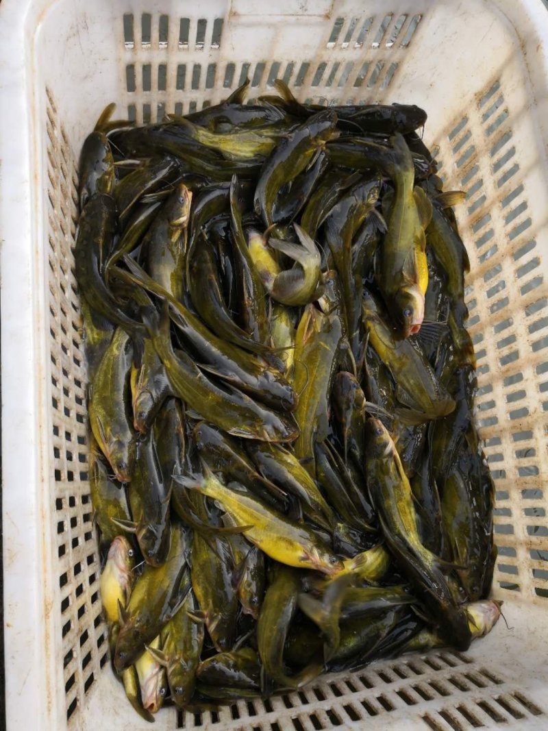 黄颡，黄骨鱼，黄鸭叫，黄刺鱼